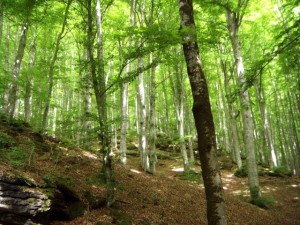 The Beech Forests